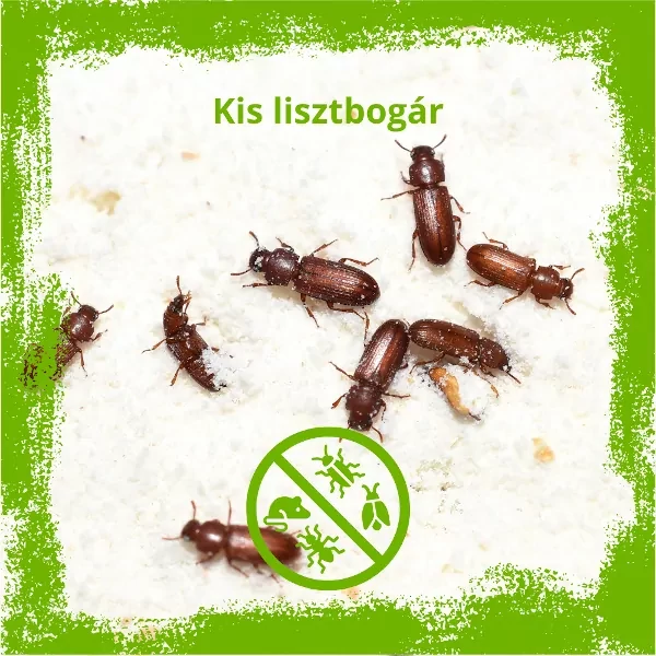 Kis lisztbogár kiirtása