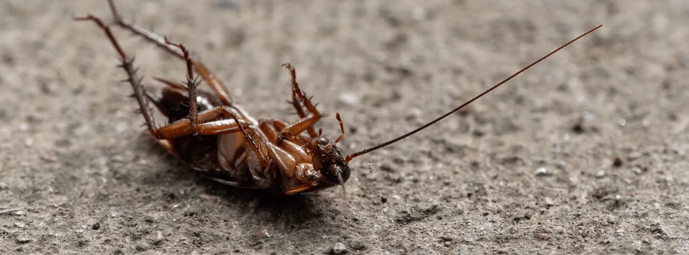 Professzionális csótányirtás házilag? Igen!