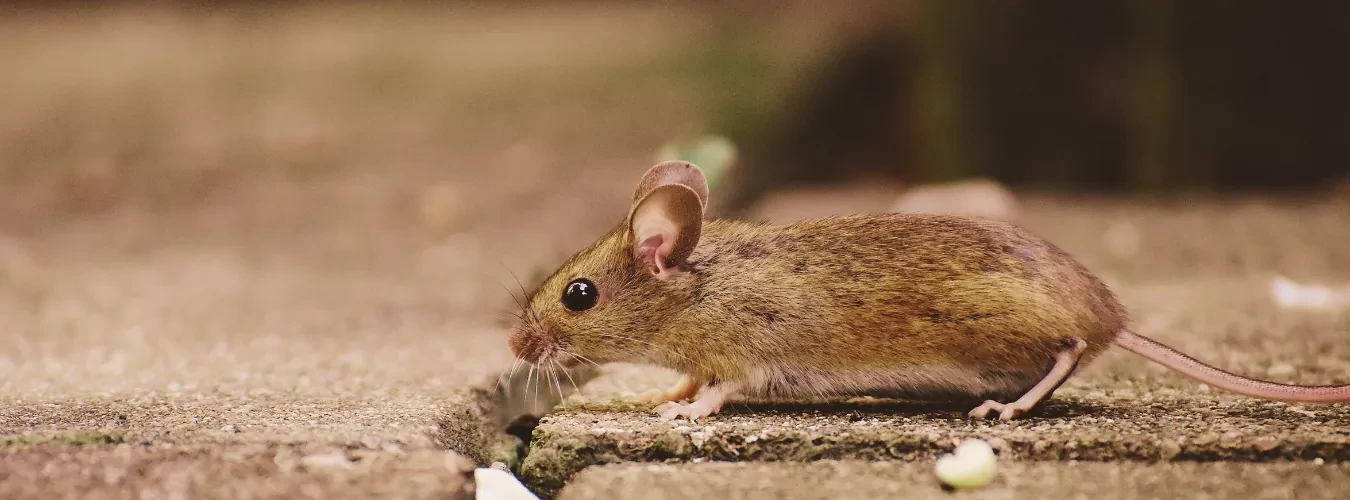 Válassza a biztos megoldást egerek ellen!