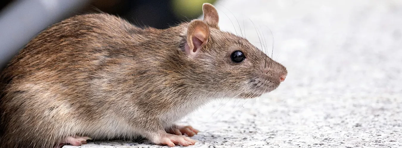 Patkányirtás házilag? Profi csomagokkal a siker garantált!