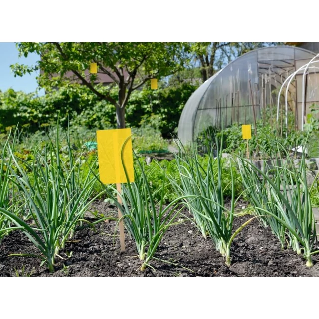 Bio Plantella sárga színcsapda zöldségeskertben, levéltetvek és más repülő kártevők elleni védelem.
