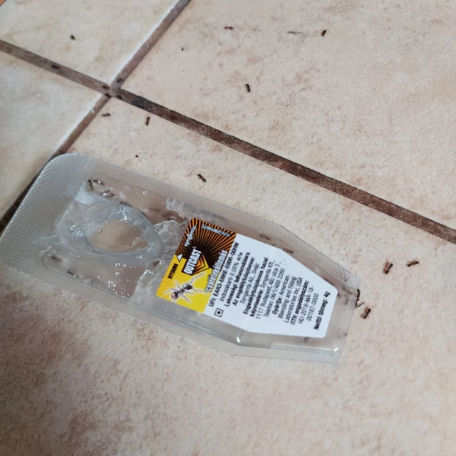 Outcast hangyairtó gél csalétekállomás használat közben, hangyák a közelében
