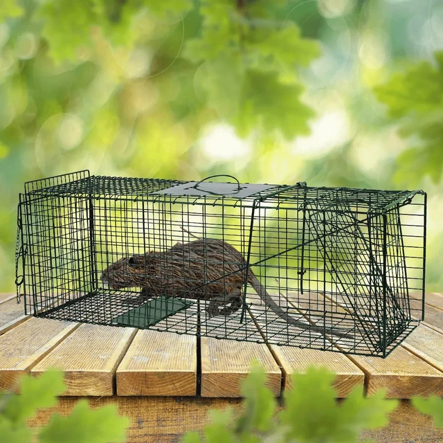 Nutria élvefogó csapdában, 94x34x31 cm-es modell, sikeres befogás