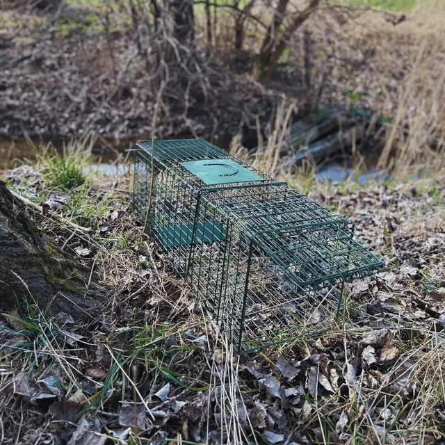 Erős és tartós nutria csapda 94x34x31 cm méretben partközeli elhelyezéssel, zöld színben, élvefogó csapdázáshoz, hatékony kártevő kontrollhoz a vízparton