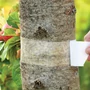Bio Plantella ragacsos csíkcsapda fatörzsre