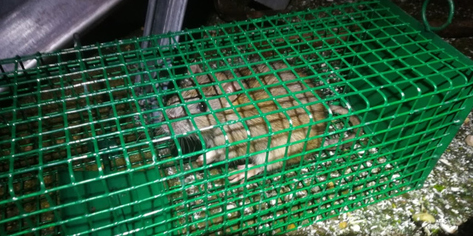 50cm-es élvefogó patkánycsapda